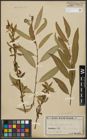 Foto von Salix alba L. x Salix fragilis L.